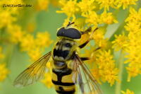 #lichtderweltfoto #macro #tiere #insekten #fliegen #schwebefliegen #totenkopfschwebefliege