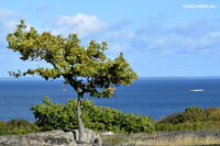 #lichtderweltfoto #schweden #blekinge #han&ouml; #inselhan&ouml; #ostsee #baum #k&uuml;ste #ostseeinsel