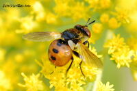 #lichtderweltfoto #macro #tiere #insekten #fliegen #wanzenfliegen #gymnosomarotundatum