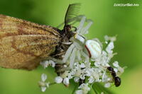 #lichtderweltfoto #macro #tiere #insekten #spinnen #krabbenspinne #ver&auml;nderlichekrabbenspinne #natur