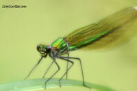 #lichtderweltfoto #macro #tiere #insekten #libellen #prachtlibellen #geb&auml;ndrteprachtlibelle