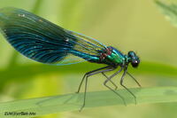 #lichtderweltfoto #macro #tiere #insekten #libellen #prachtlibelle #geb&auml;nderteprachtlibelle