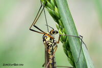 #lichtderweltfoto #macro #tiere #insekten #m&uuml;cken #fliegen #schnacke