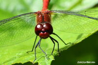 #insekten #libelle #blutroteheidelibelle #heidelibelle #insektenwelt #macro #natur #lichtderweltfoto