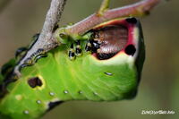 #lichtderweltfoto #macro #tiere #insekten #schmetterling #falter #schw&auml;rmer #raupegro&szlig;ergabelschwanz