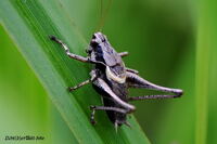 #lichtderweltfoto #macro #insekten #gew&ouml;hnlichestrauchschrecke #grash&uuml;pfer #heuschrecken
