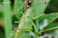 #lichtderweltfoto #macro #insekten #grash&uuml;pfer #heuschrecken #heupferd #gr&uuml;nesheupferd