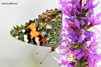 #lichtderweltfoto #macro #insekten #falter #schmetterling #distelfalter