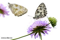 #lichtderweltfoto #macro #insekten #schmetterling #falter #schachbrettfalter