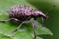 #lichtderweltfoto #macro #insekten #k&auml;fer #r&uuml;sselk&auml;fer #variablerplumpr&uuml;ssler #tiere #natur