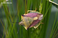 #lichtderweltfoto #macro #tiere #insekten #k&auml;fer #wanzen #fruchtwanze