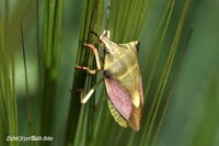 #lichtderweltfoto #macro #tiere #insekten #k&auml;fer #wanzen #fruchtwanze