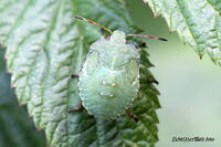 #insekten #wanzen #k&auml;fer #stinkwanze #gr&uuml;nestinkwanze #macro #lichtderweltfoto #insektenwelt #natur
