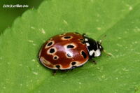 #lichtderweltfoto #macro #tiere #insekten #k&auml;fer #marienk&auml;fer #augenfleckmarienk&auml;fer