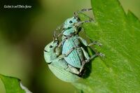 #lichtderweltfoto #macro #tiere #insekten #k&auml;fer #r&uuml;ssler #gr&uuml;nr&uuml;ssler