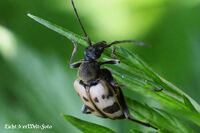 #lichtderweltfoto #macro #tiere #insekten #k&auml;fer #bockk&auml;fer #gefleckterschmalbock