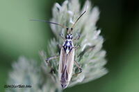 #lichtderweltfoto #macro #tiere #insekten #k&auml;fer #wanzen #graswanze