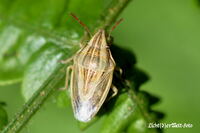 #lichtderweltfoto #tiere #macro #insekten #k&auml;fer #wanzen #getreidespitzling