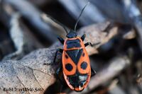 #lichtderweltfoto #macro #tiere #insekten #k&auml;fer #wanzen #feuerwanze #natur