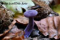 #lichtderweltfoto #pflanzen #pilze #waldpilze #violetterlacktrichterling