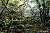 #lichtderweltfoto #schweden #blekinge #han&ouml; #inselhan&ouml; #inselwald #wald #baum #insel