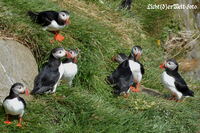 #lichtderweltfoto #island #nordland #tiere #v&ouml;gel #seev&ouml;gel #puffin #papageientaucher