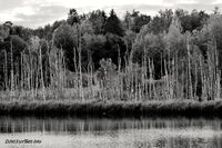 #lichtderweltfoto #schwarzweiss #schweden #blekinge #sumpf #moor #wald #baum #natur