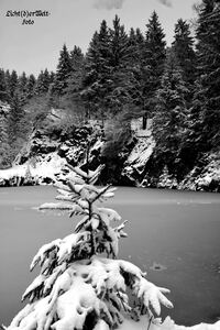 #bergseeebertswiese #schwarzweiss #lichtderweltfoto #th&uuml;ringerwald #see #winter #schnee #th&uuml;ringen