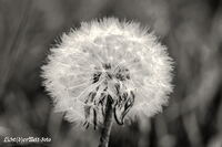 #lichtderweltfoto #schwarzweiss #pflanzen #blumen #gr&auml;ser #pusteblume