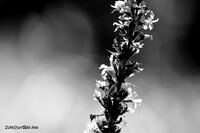 #lichtderweltfoto #schwarzweiss #gew&ouml;hnlicherblutweiderich #pflanzen #blumen #bl&uuml;ten