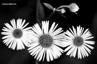 #lichtderweltfoto #schwarzweiss #pflanzen #blumen #bl&uuml;ten