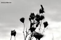 #lichtderweltfoto #pflanzen #schwarzweiss #distel #ackerkratzdistel