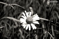 #lichtderweltfoto #schwarzweiss #pflanzen #blumen #bl&uuml;ten #margerite