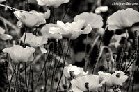 #lichtderweltfoto #schwarzweiss #pflanzen #blumen #mohn #klatschmohn #bl&uuml;ten #wildblumen