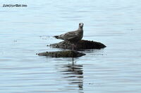 #lichtderweltfoto #tiere #v&ouml;gel #seev&ouml;gel #m&ouml;we #silberm&ouml;we #ostsee #inselpoel