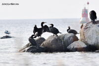 #lichtderweltfoto #tiere #v&ouml;gel #seev&ouml;gel #m&ouml;we #silberm&ouml;we #ostsee #inselpoel